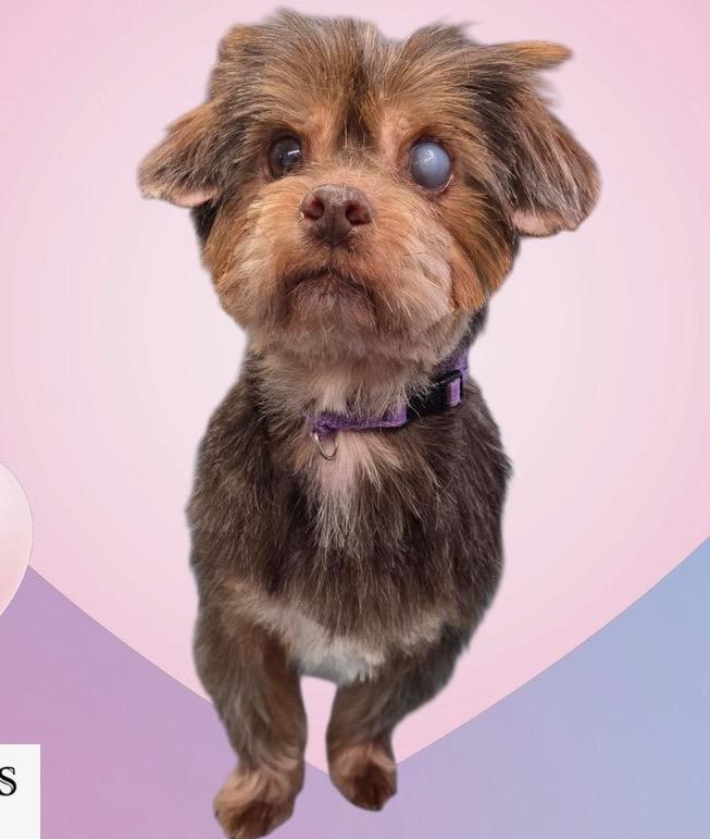 Enlarge Elton, a ADOPTABLE mixed breed in East Lansing, MI image 4/4