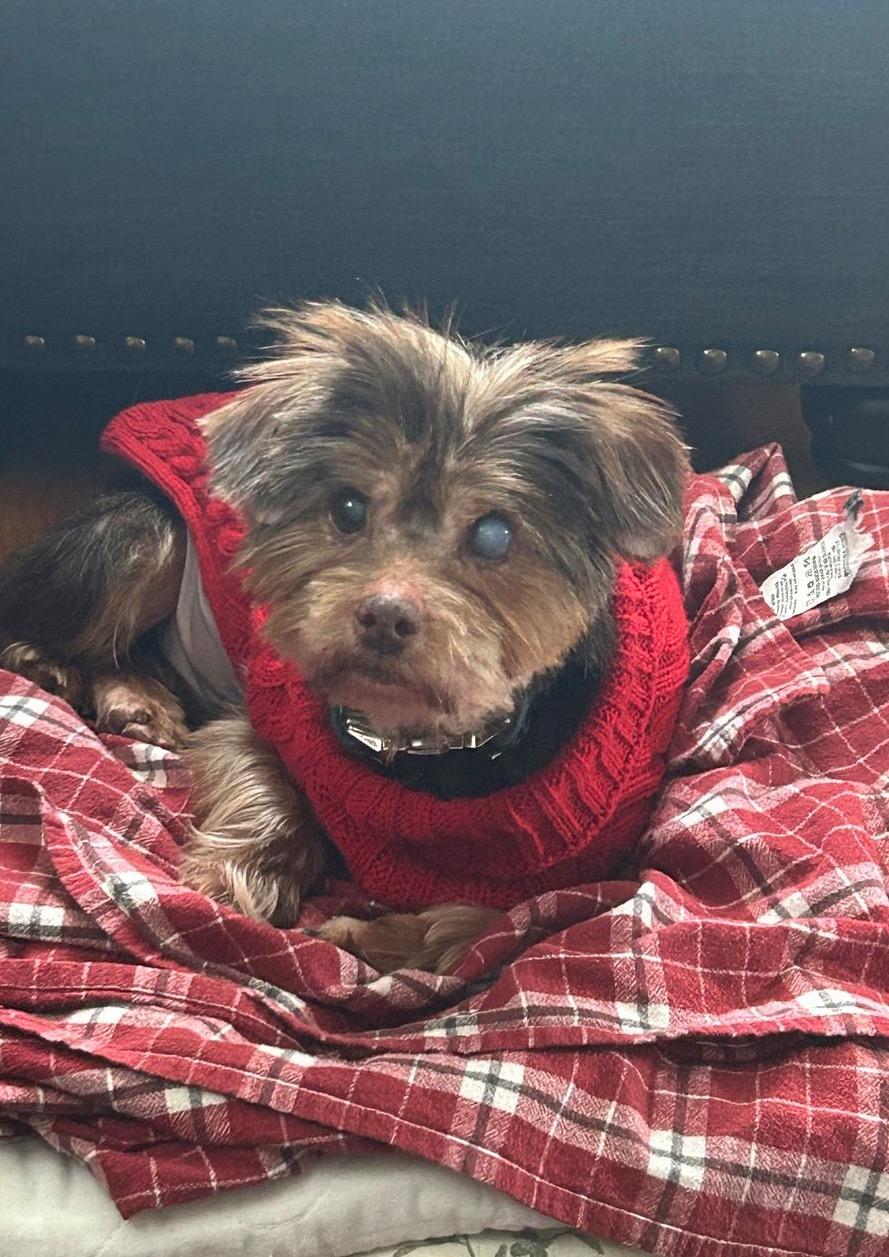 Enlarge Elton, a ADOPTABLE mixed breed in East Lansing, MI image 2/4