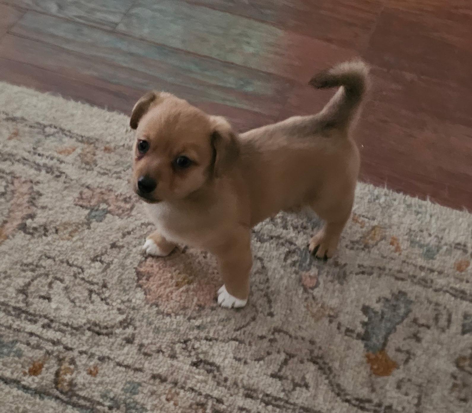 This post is a Courtesy Post and therefore Buddys Angels Rescue takes on no li