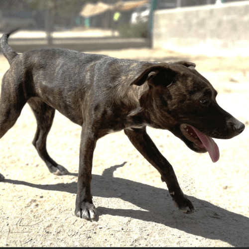 Enlarge Gucci, a Adopted mixed breed in West Vancouver, BC image 1/6