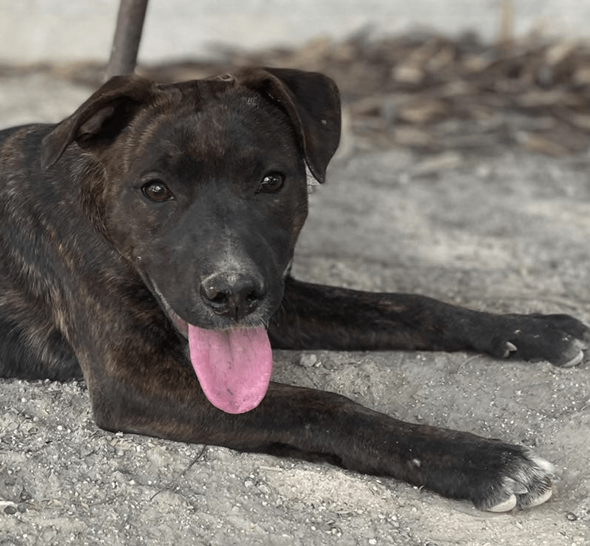 Enlarge Gucci, a Adopted mixed breed in West Vancouver, BC image 2/6