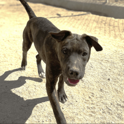 Enlarge Gucci, a Adopted mixed breed in West Vancouver, BC image 3/6