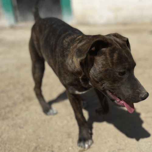 Enlarge Gucci, a Adopted mixed breed in West Vancouver, BC image 4/6