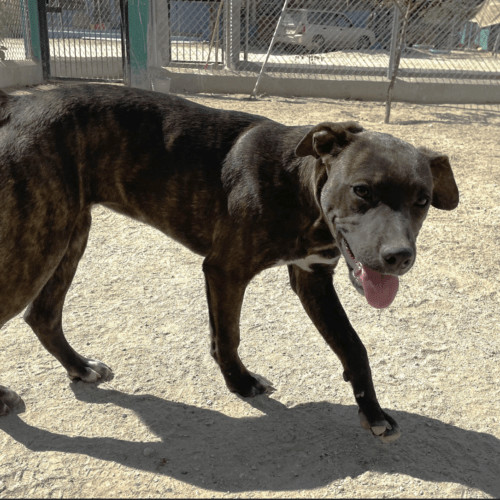 Enlarge Gucci, a Adopted mixed breed in West Vancouver, BC image 5/6