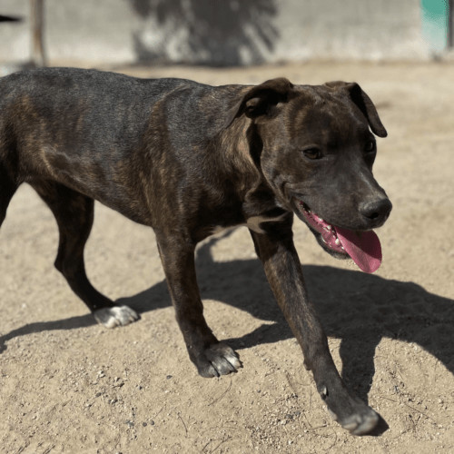 Enlarge Gucci, a Adopted mixed breed in West Vancouver, BC image 6/6