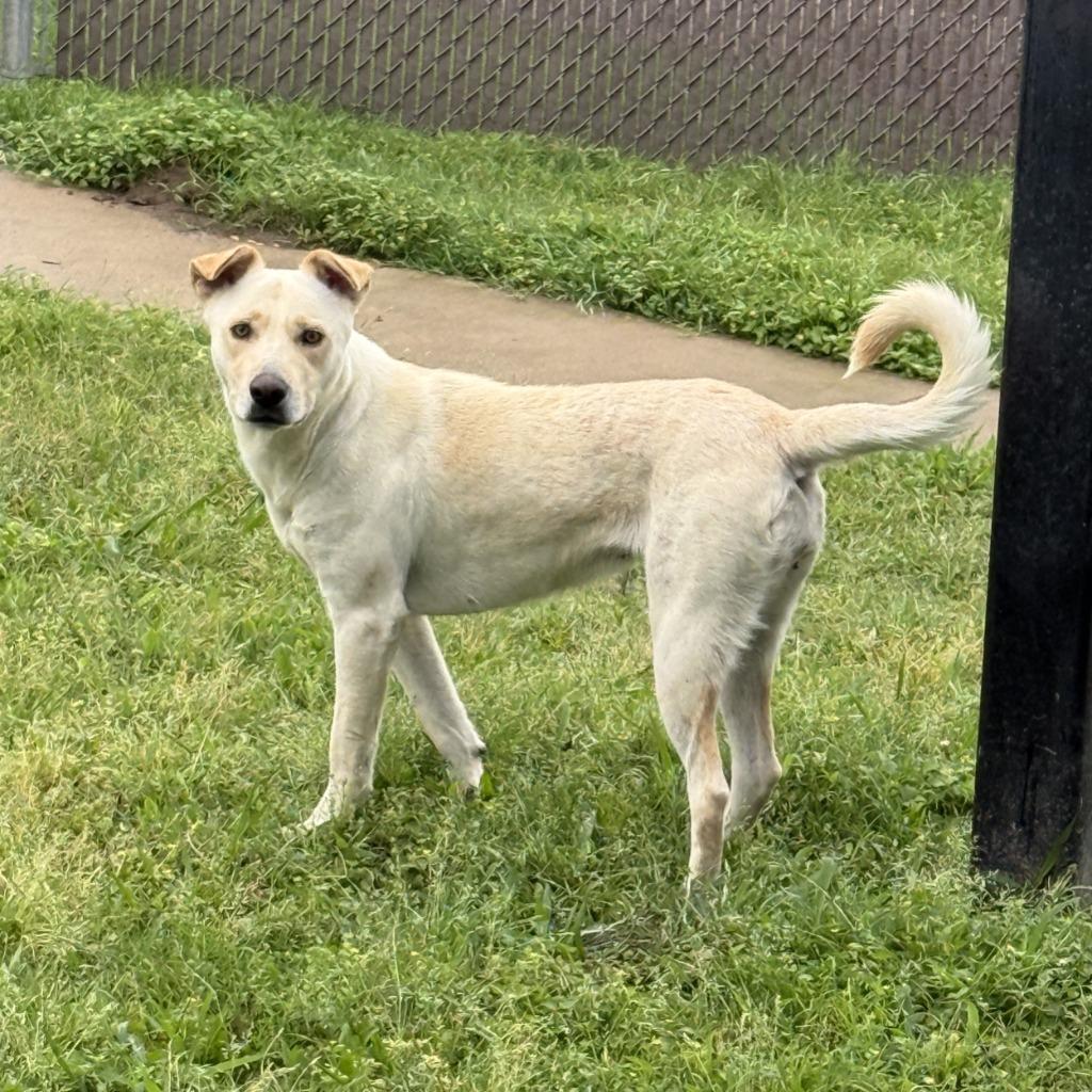 Enlarge Puddin, a Adoptable mixed breed in Brenham, TX image 2/6