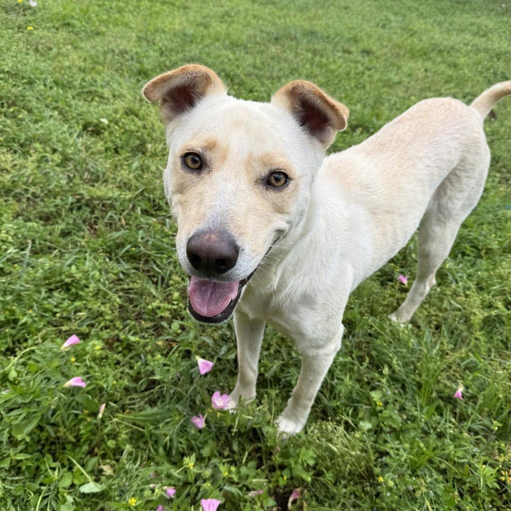 Enlarge Puddin, a Adoptable mixed breed in Brenham, TX image 4/6