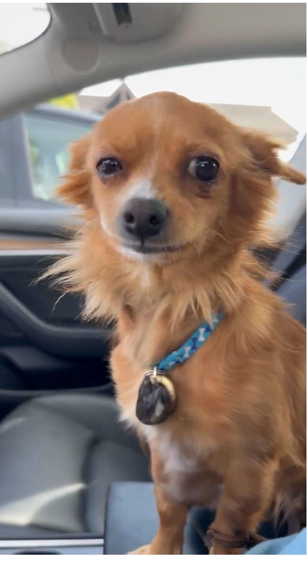 Enlarge Tito, a Adopted mixed breed in Orange, CA image 1/1