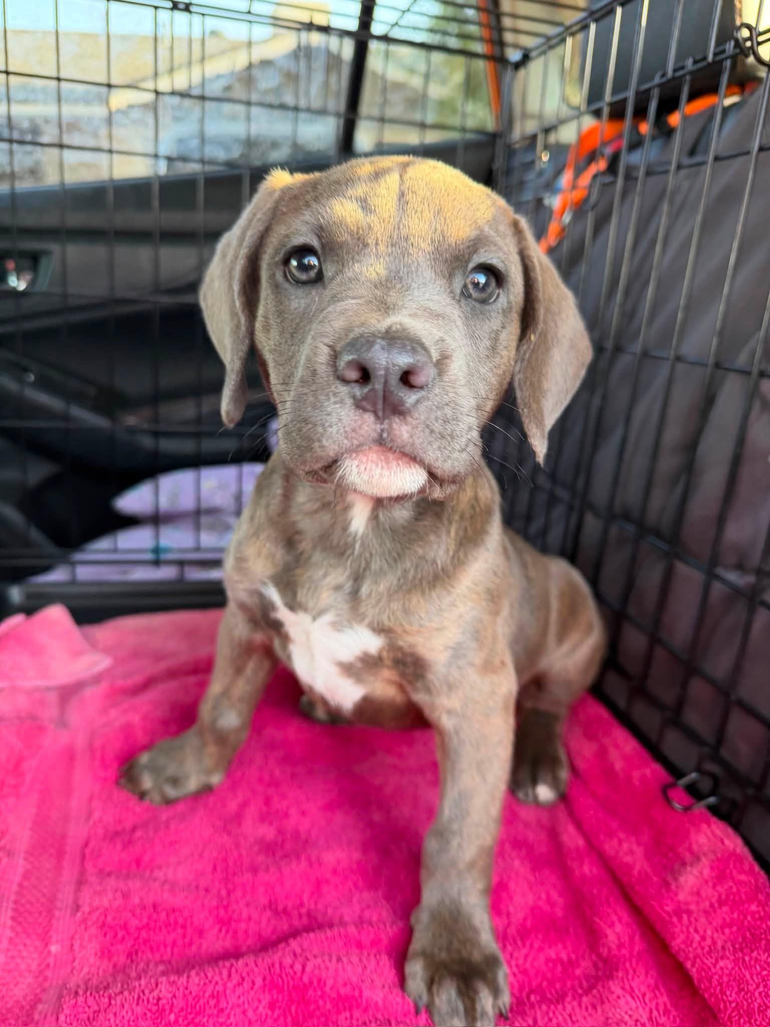 Bean 2, Adopted, Puppy Male Pit Bull Terrier & Weimaraner.