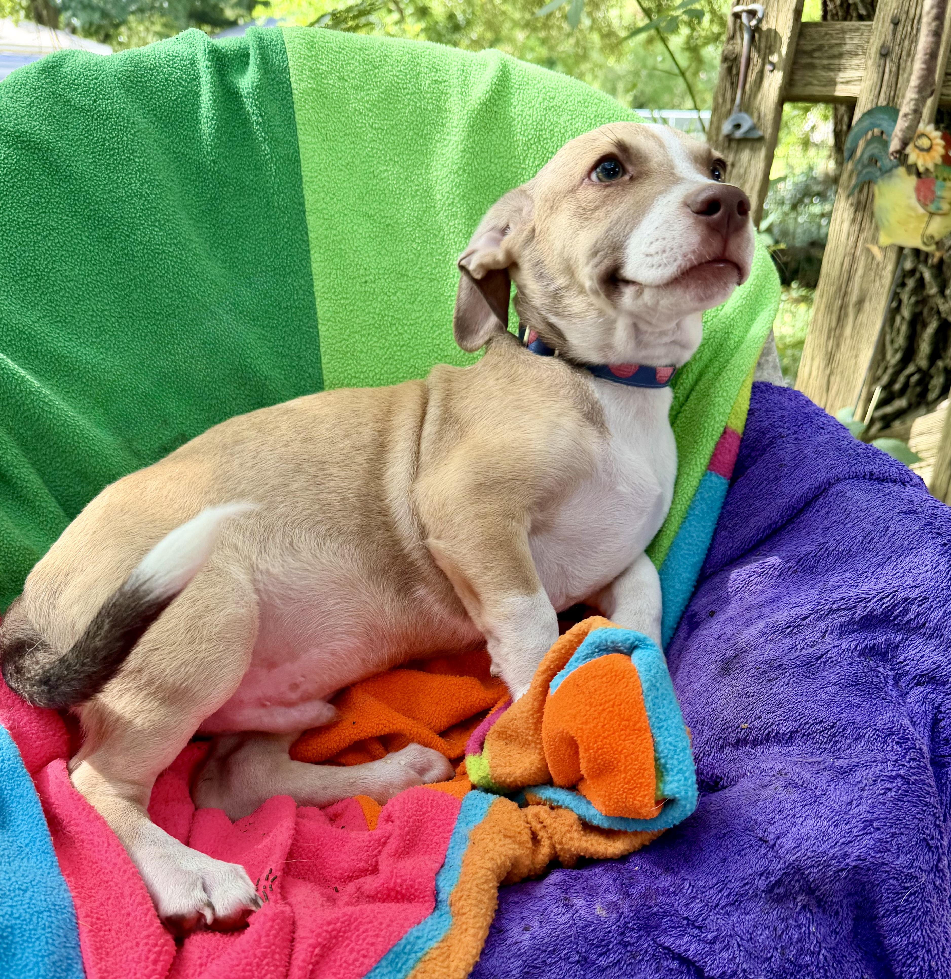 Enlarge Fintano MV14460-T LOCAL Adoption Event in Marysville 7/24, an adopted mixed breed in Marysville, WA image 3/5