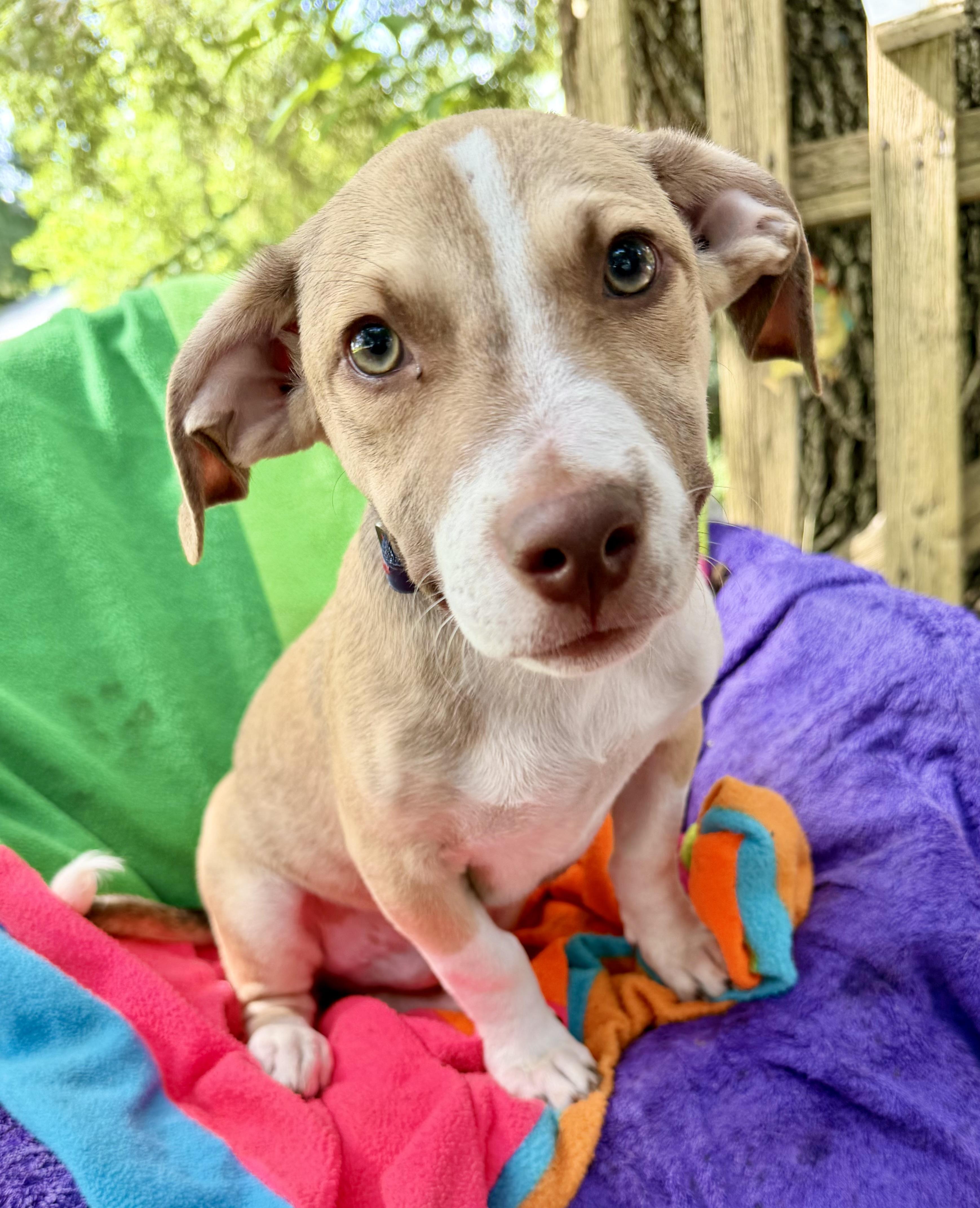 Enlarge Fintano MV14460-T LOCAL Adoption Event in Marysville 7/24, an adopted mixed breed in Marysville, WA image 4/5