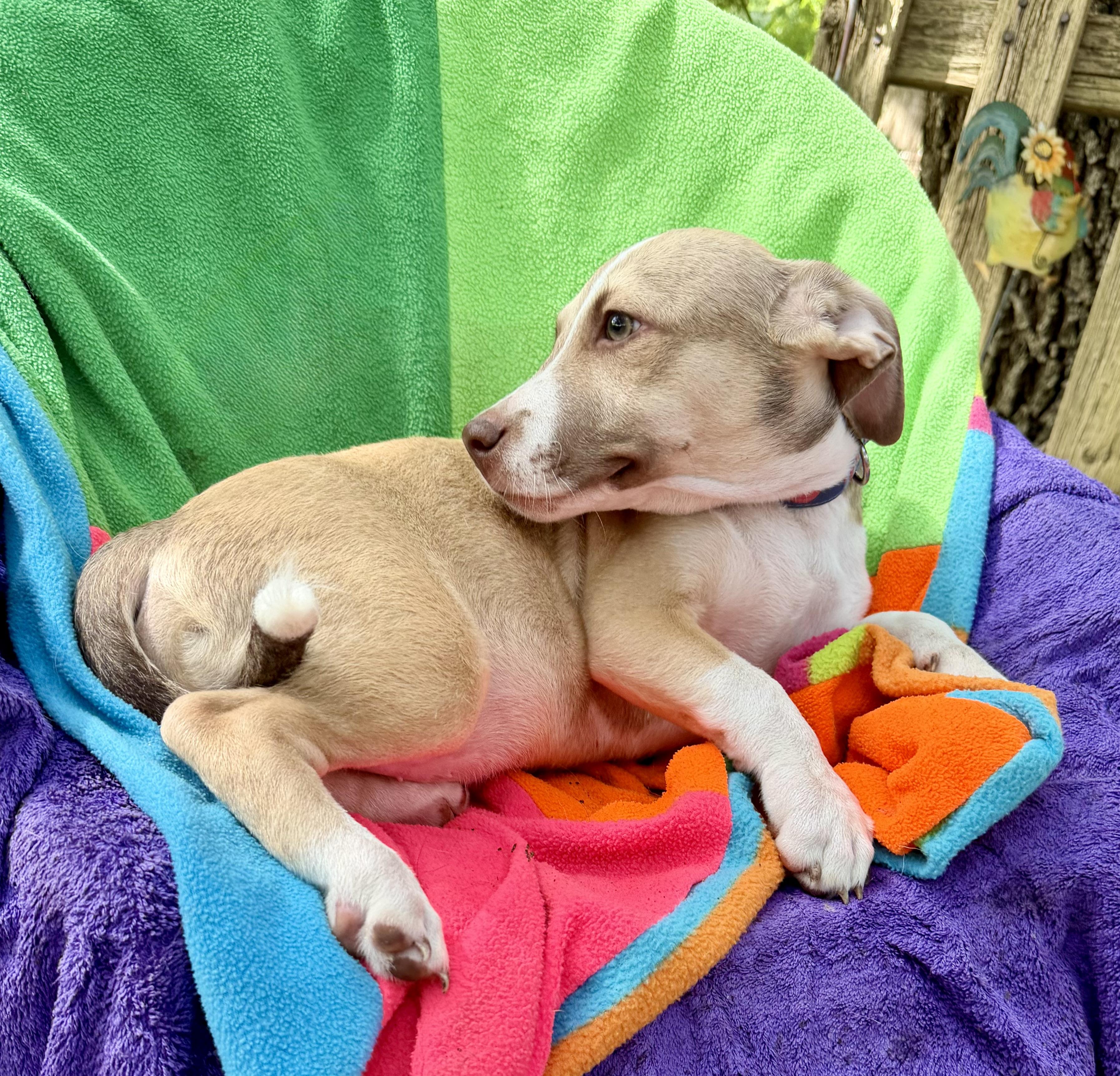 Enlarge Fintano MV14460-T LOCAL Adoption Event in Marysville 7/24, an adopted mixed breed in Marysville, WA image 1/5