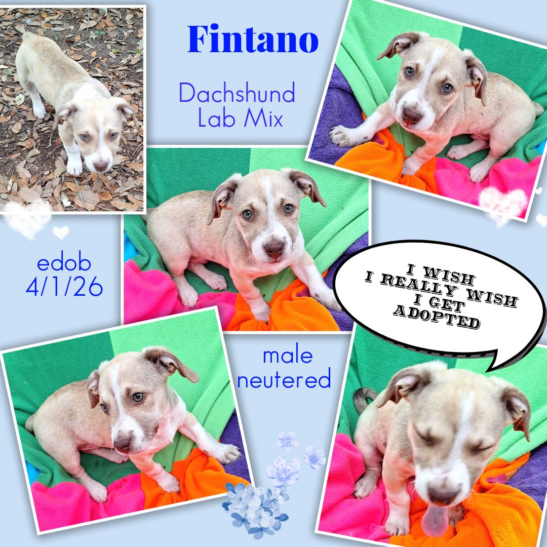 Enlarge Fintano MV14460-T LOCAL Adoption Event in Marysville 7/24, an adopted mixed breed in Marysville, WA image 5/5