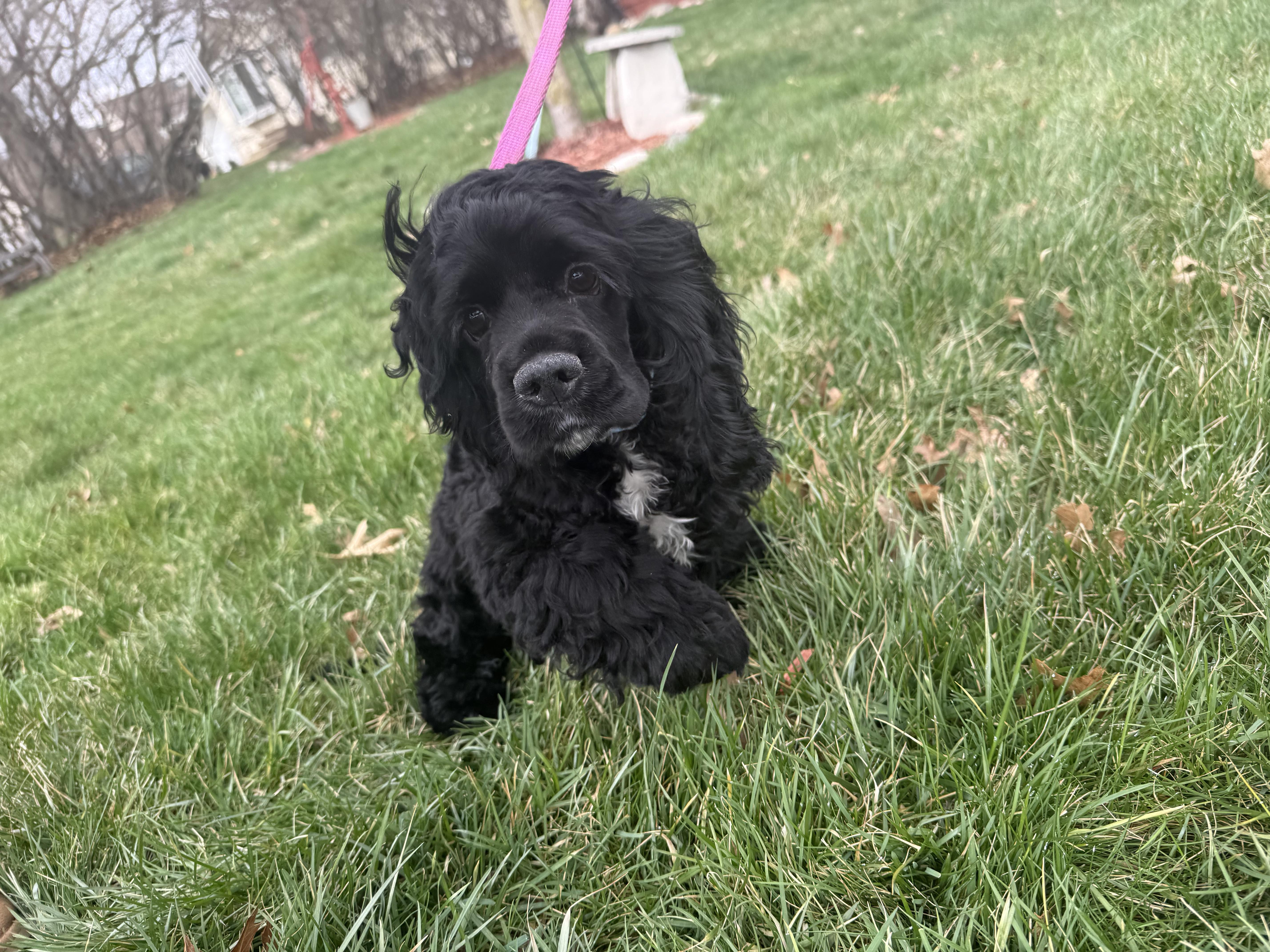Enlarge Buddy, a ADOPTABLE Cocker Spaniel in Livonia, MI image 4/5