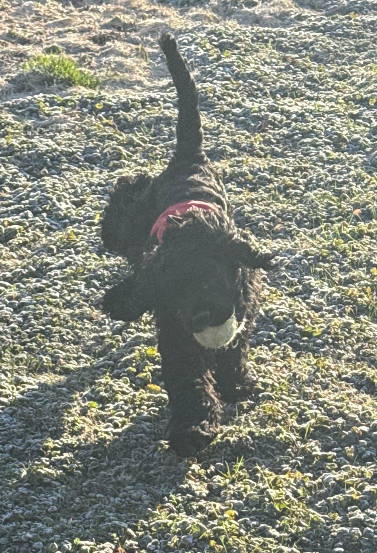 Enlarge Buddy, a ADOPTABLE Cocker Spaniel in Livonia, MI image 2/5