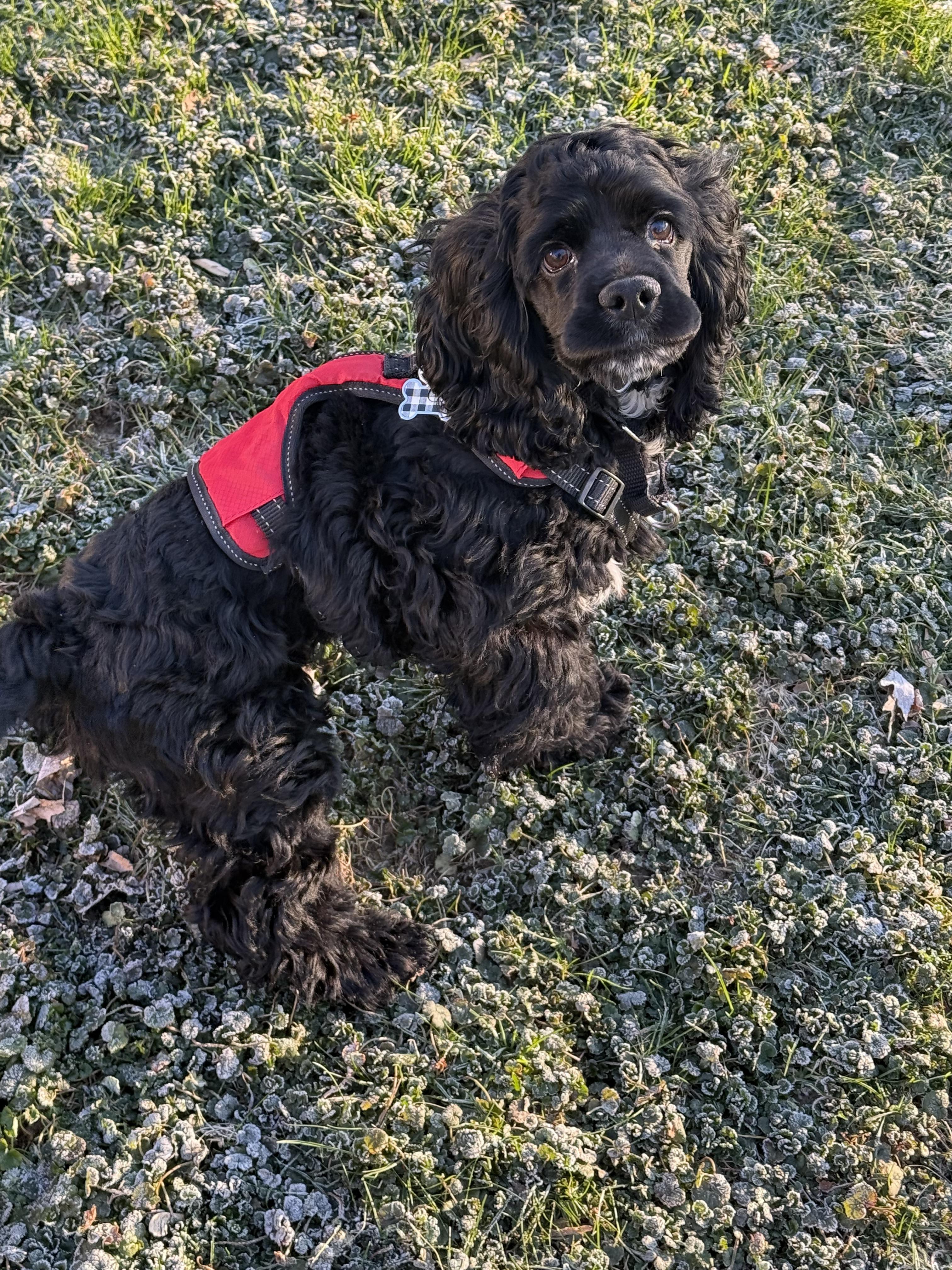 Enlarge Buddy, a ADOPTABLE Cocker Spaniel in Livonia, MI image 5/5