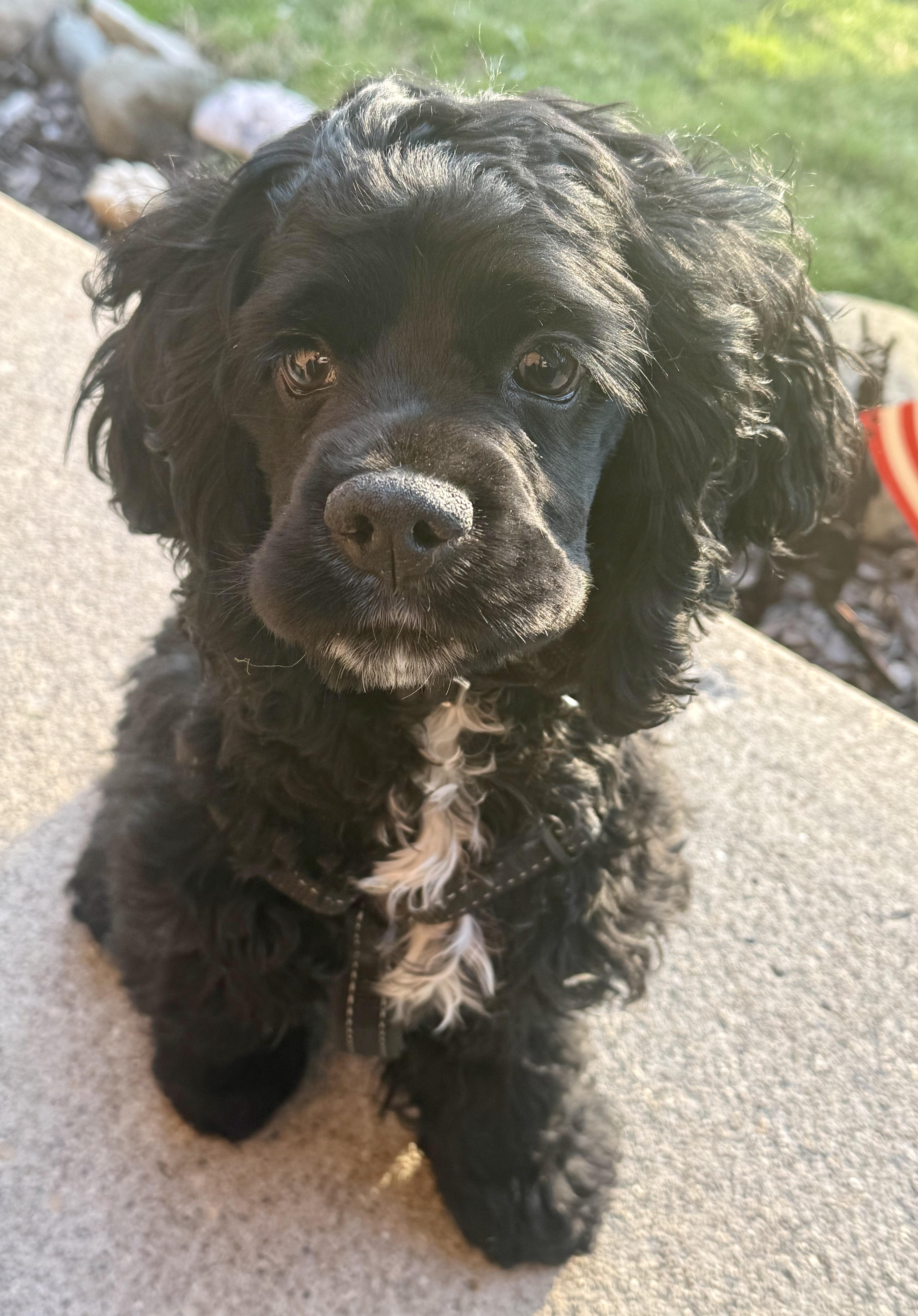 Enlarge Buddy, a ADOPTABLE Cocker Spaniel in Livonia, MI image 3/5