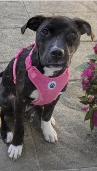 Enlarge Abby, a Adoptable mixed breed in Pleasant Valley, NY image 2/2