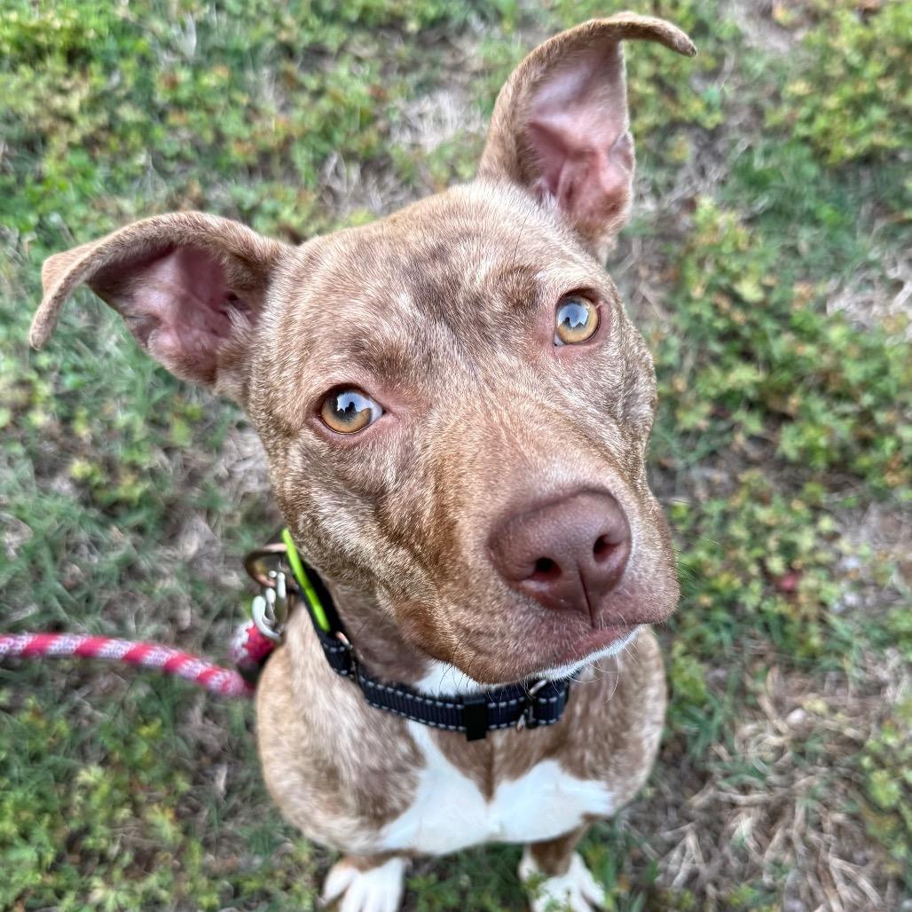 Pancake, Adoptable, Young Female Pit Bull Terrier & Mixed Breed.