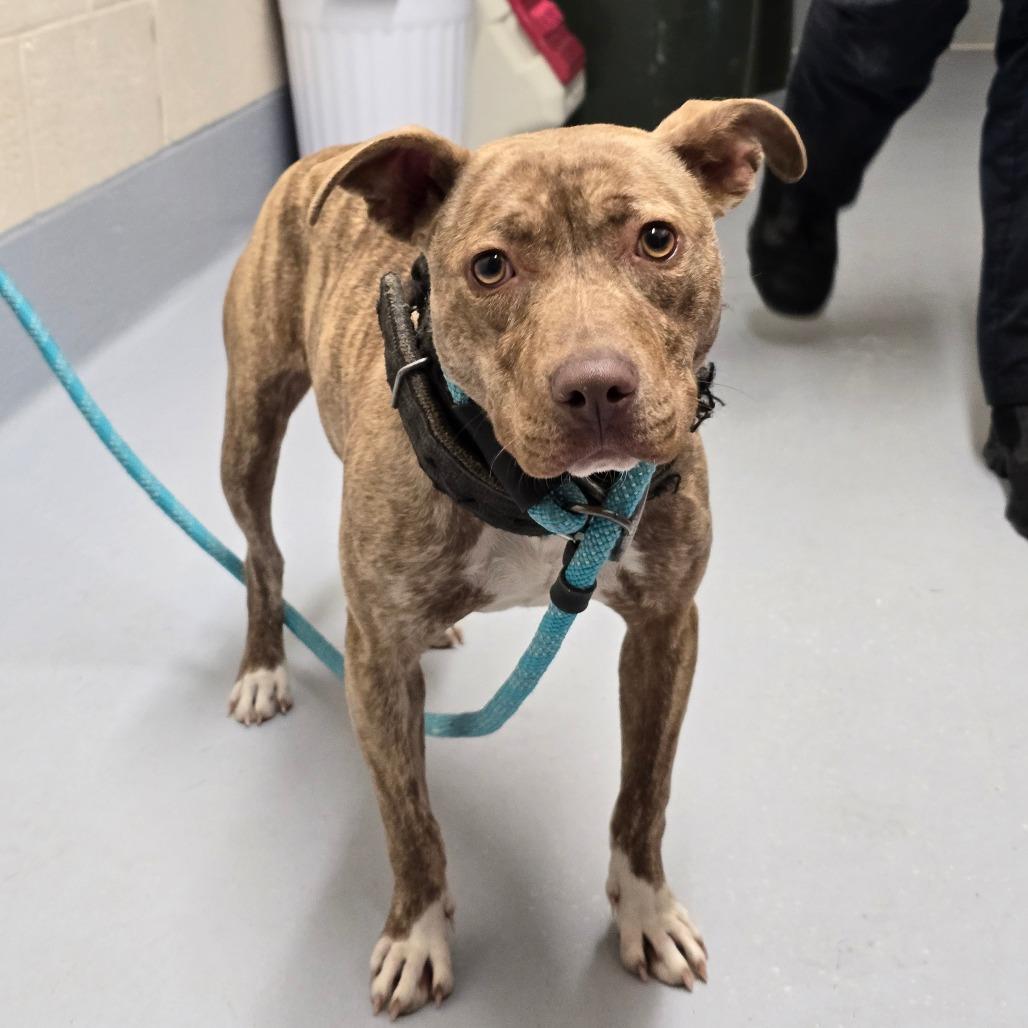 Enlarge Pancake, a Adoptable mixed breed in Concord, NC image 2/6