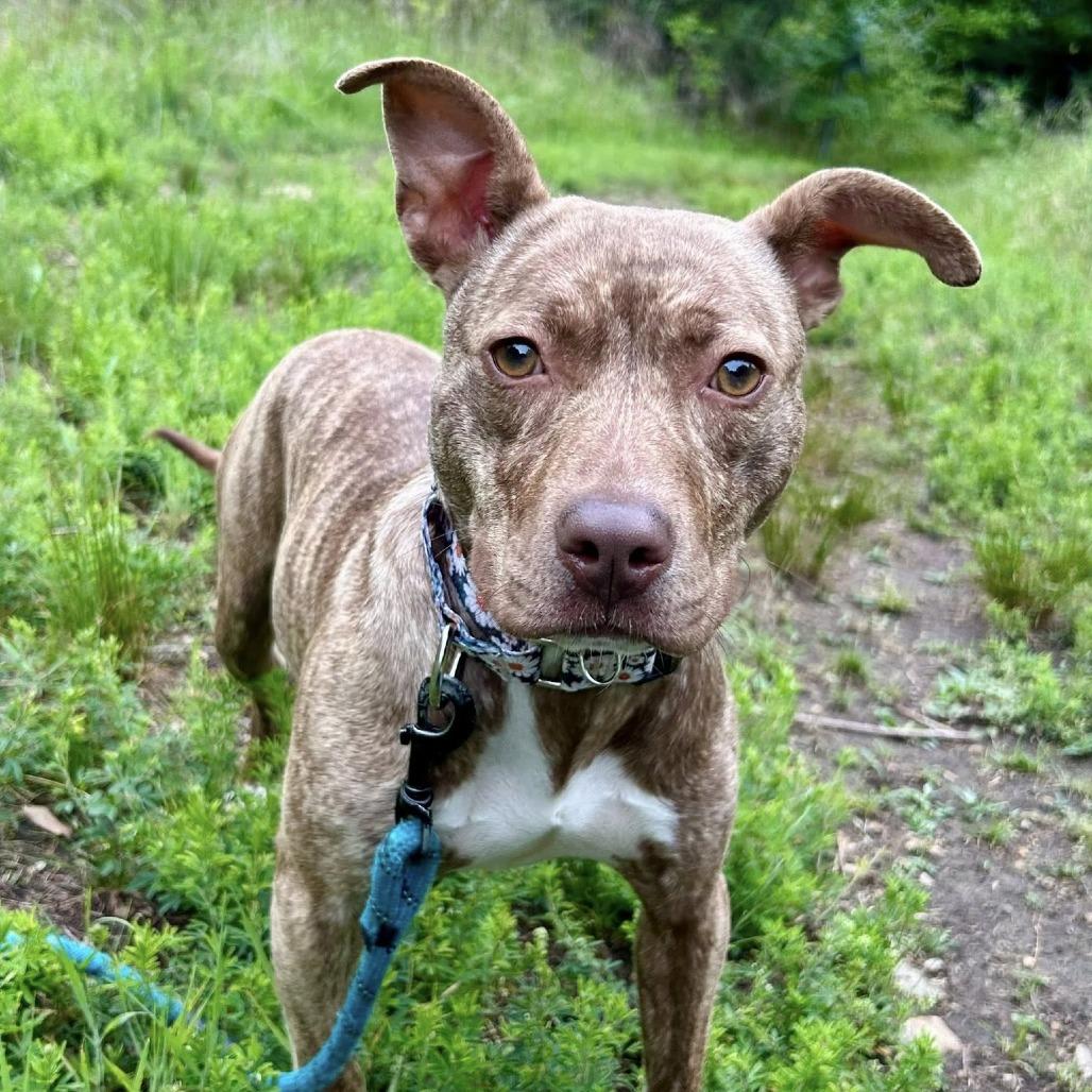 Enlarge Pancake, a Adoptable mixed breed in Concord, NC image 3/6