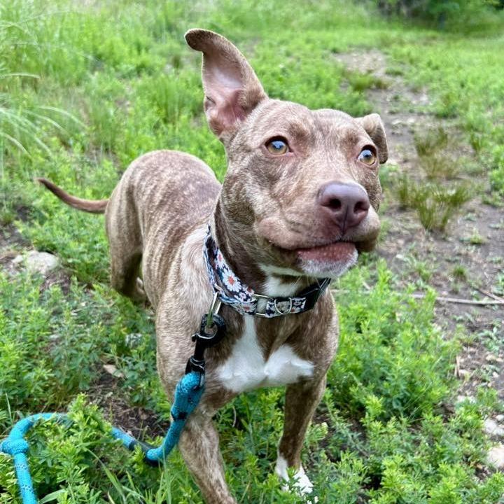 Enlarge Pancake, a Adoptable mixed breed in Concord, NC image 4/6