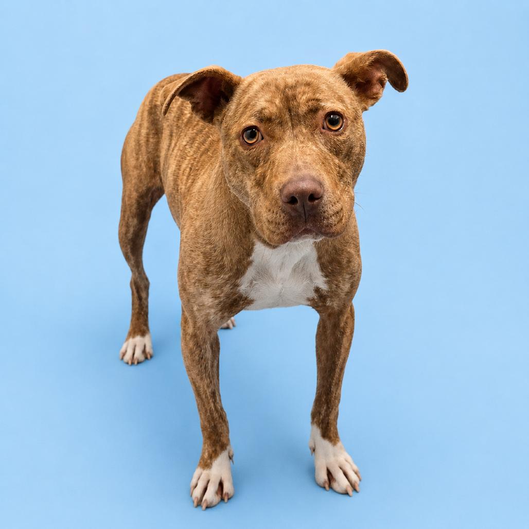 Enlarge Pancake, a Adoptable mixed breed in Concord, NC image 5/6