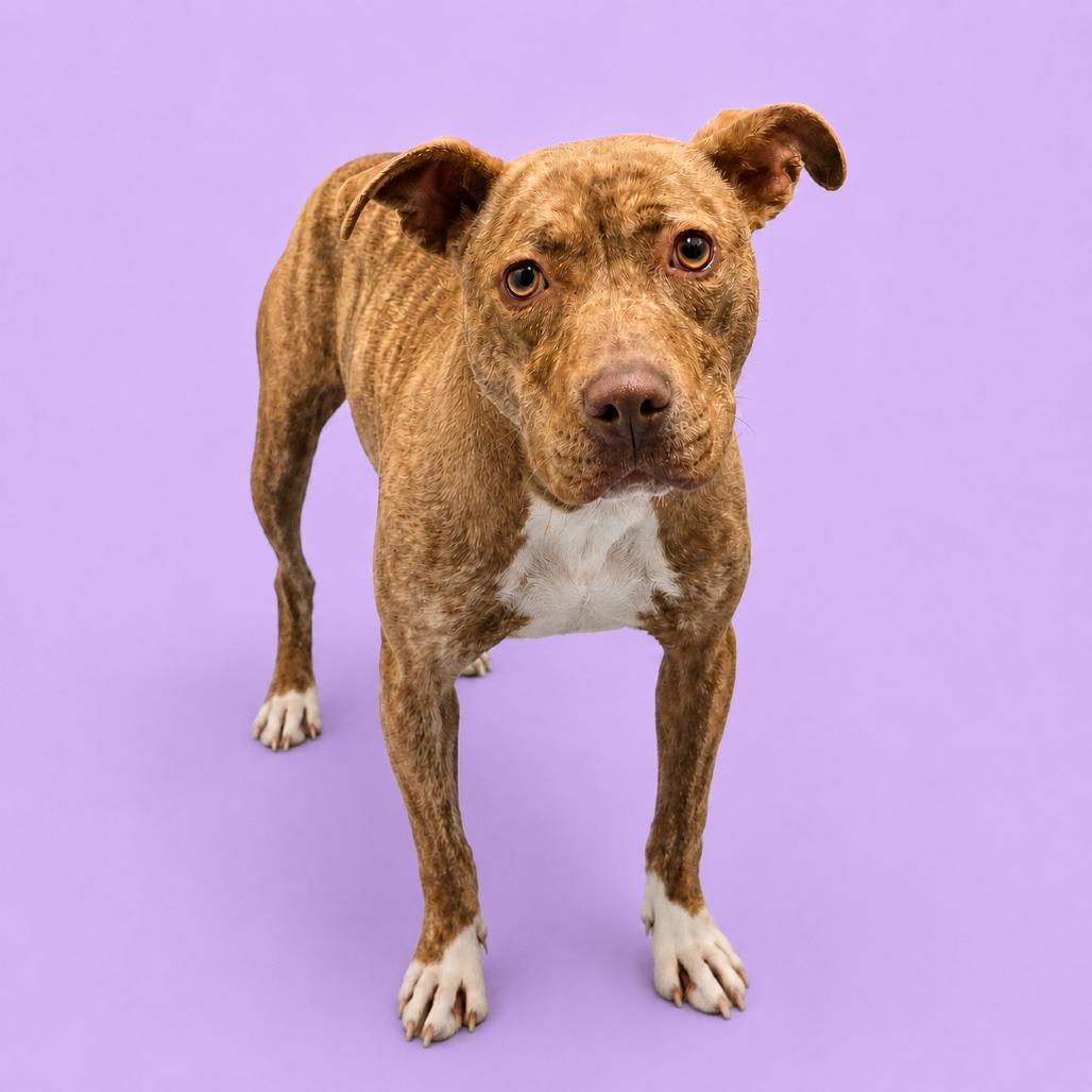 Enlarge Pancake, a Adoptable mixed breed in Concord, NC image 6/6