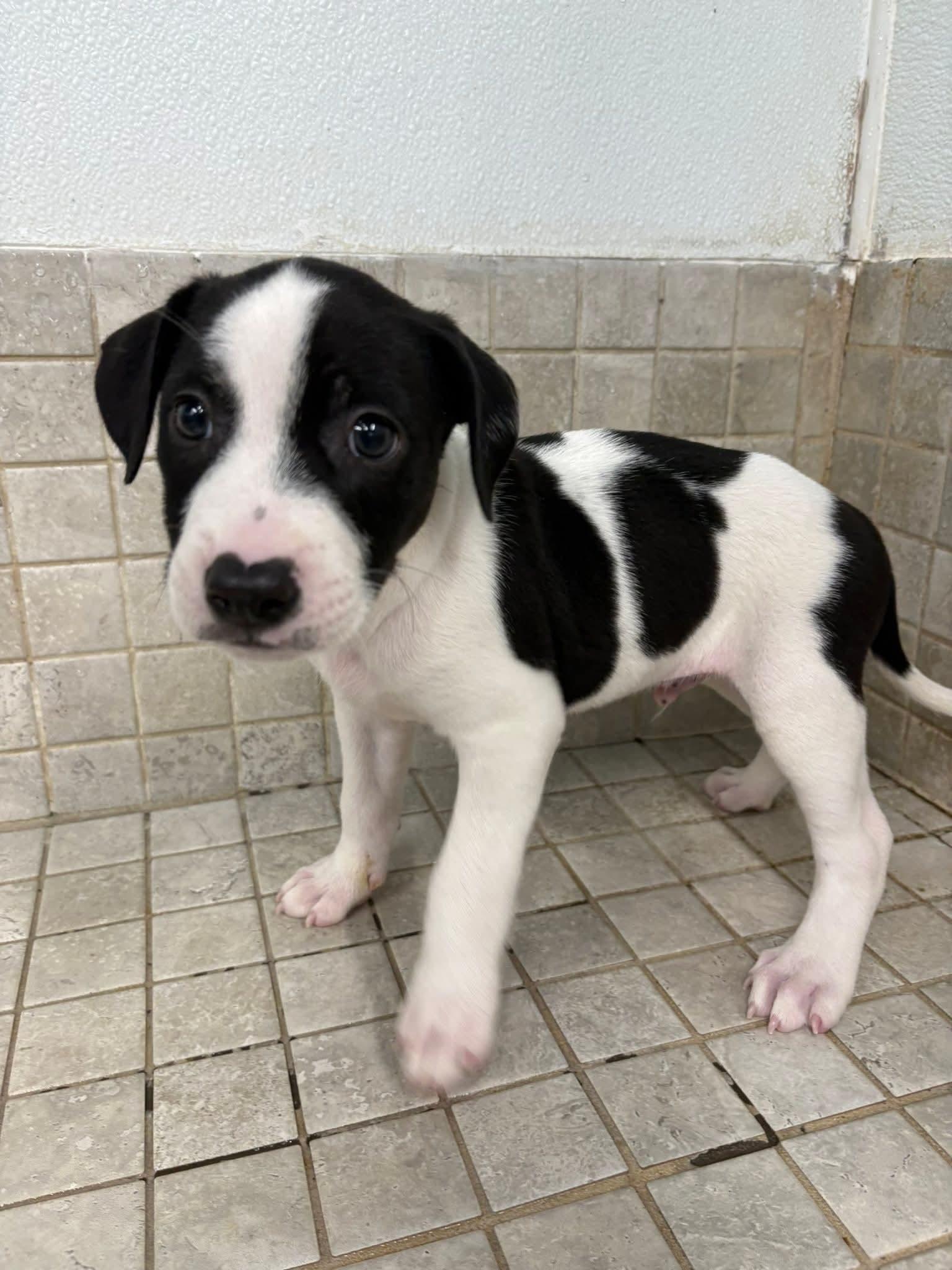 BUDDERBALL  tinycauseadopt@gmail.com