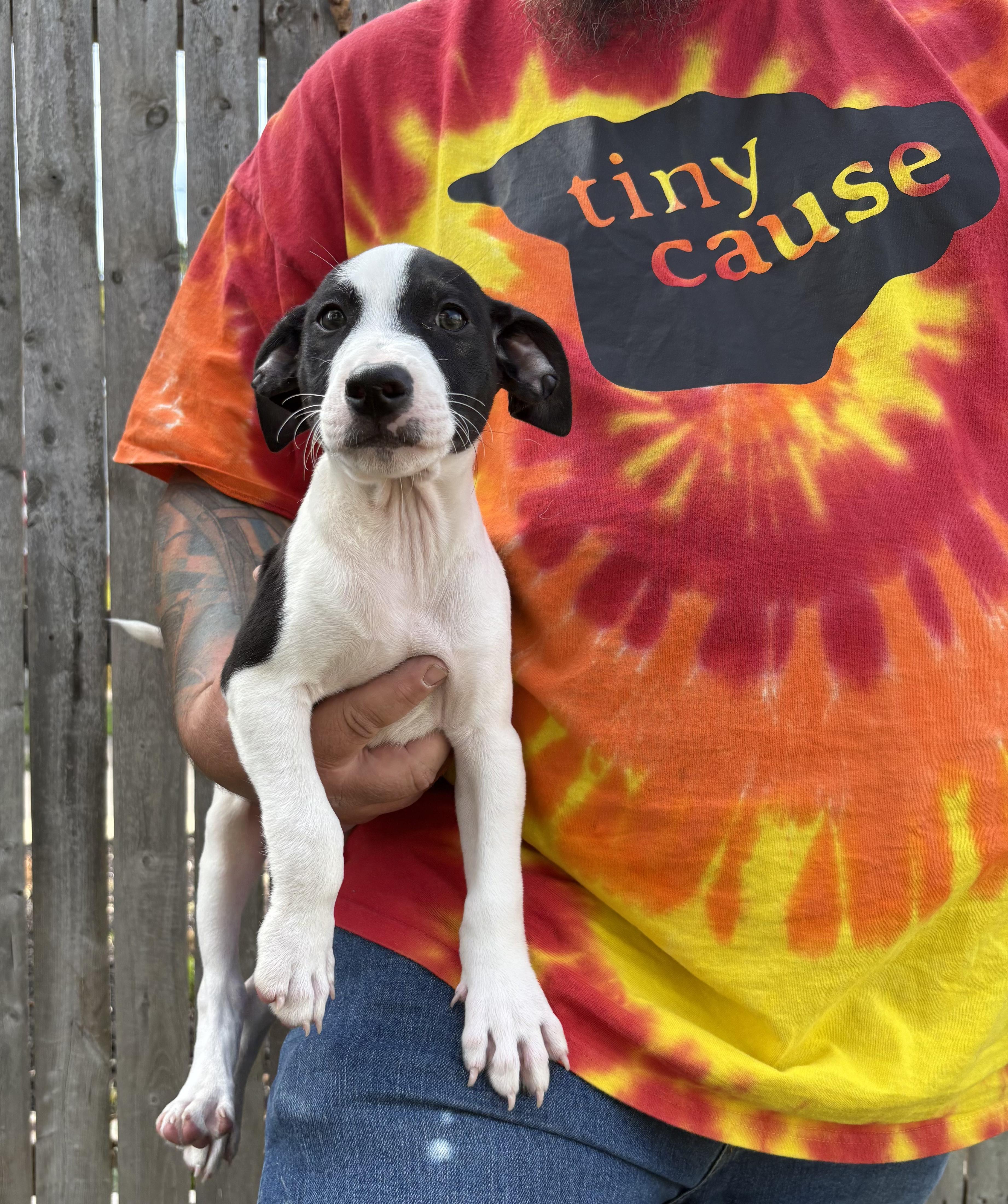 BUDDERBALL  tinycauseadopt@gmail.com