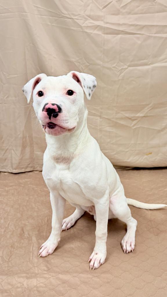 Puck, Adoptable, Young Male Mixed Breed.