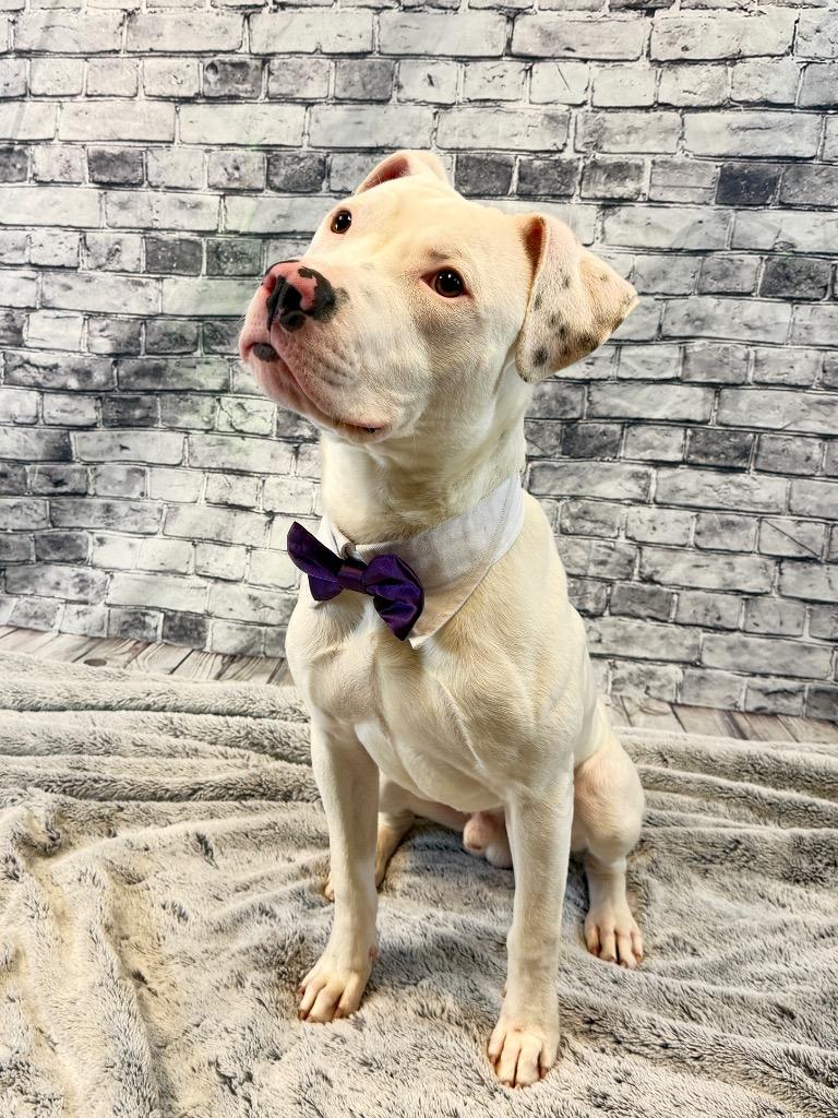 Enlarge Puck, a Adoptable Mixed Breed in Muskegon, MI image 3/6