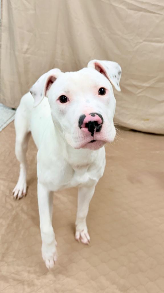 Enlarge Puck, a Adoptable Mixed Breed in Muskegon, MI image 4/6