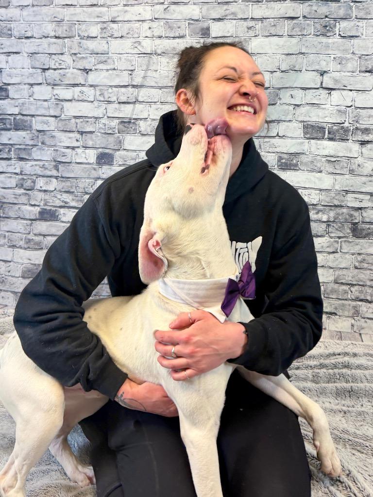 Enlarge Puck, a Adoptable Mixed Breed in Muskegon, MI image 5/6