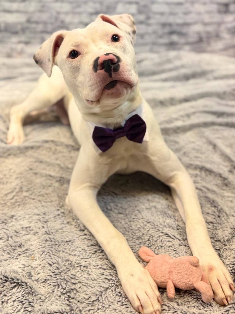 Enlarge Puck, a Adoptable Mixed Breed in Muskegon, MI image 6/6