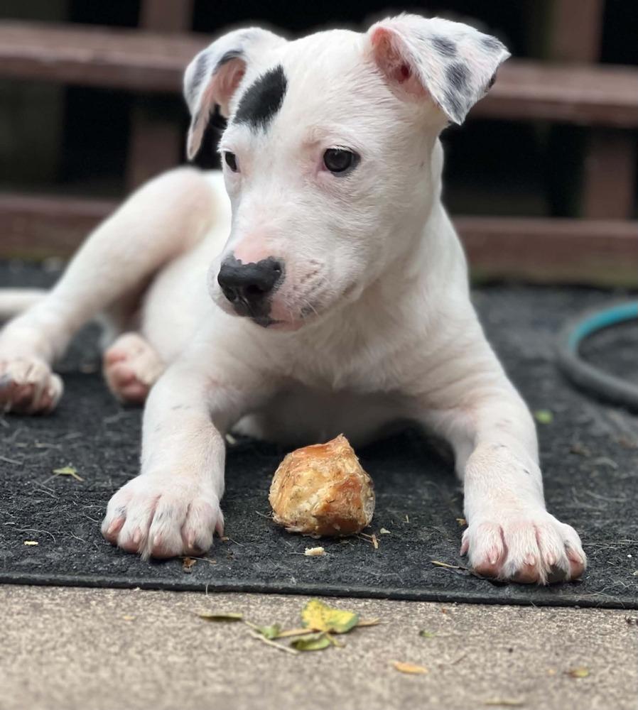 Grayson, Adoptable, Puppy Male Mixed Breed.