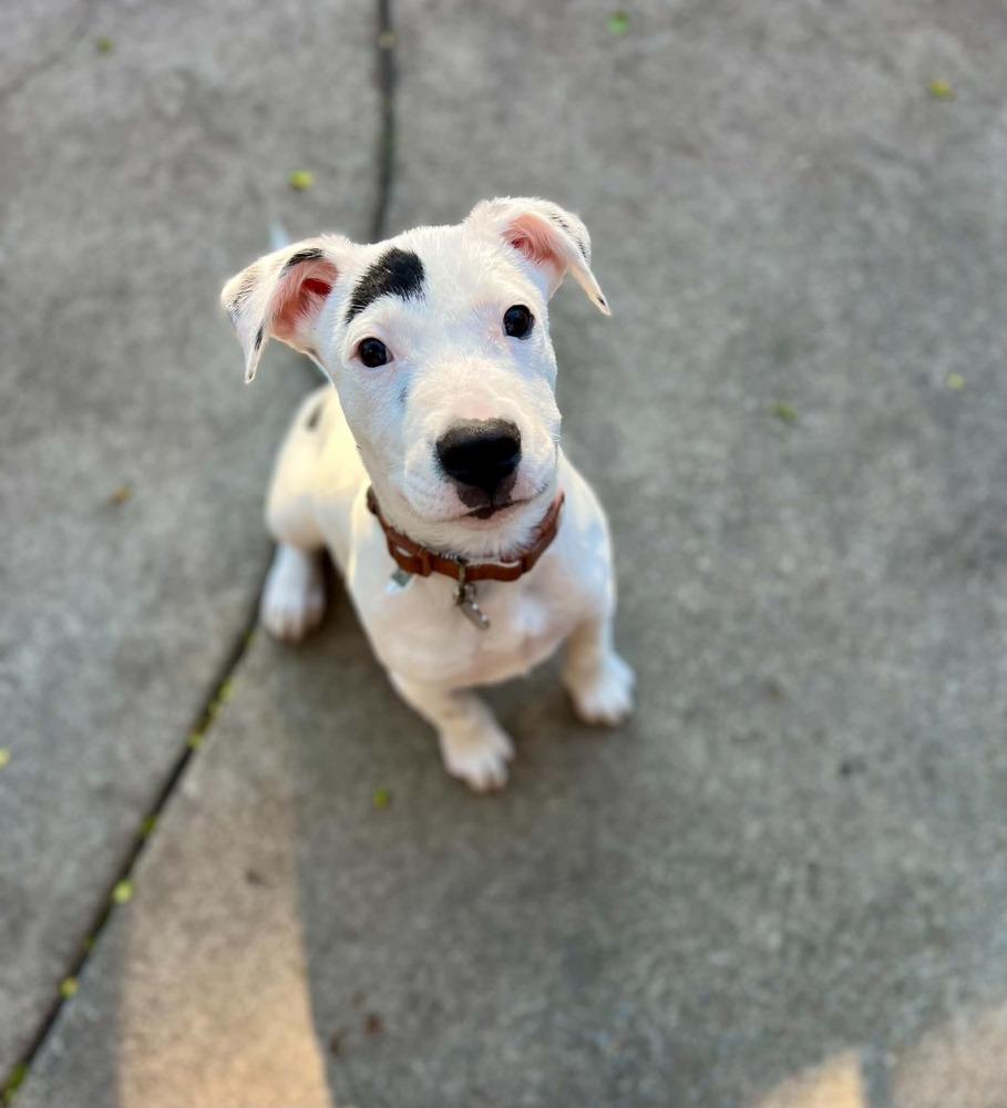 Enlarge Grayson, a Adoptable mixed breed in Amherst, NY image 2/6