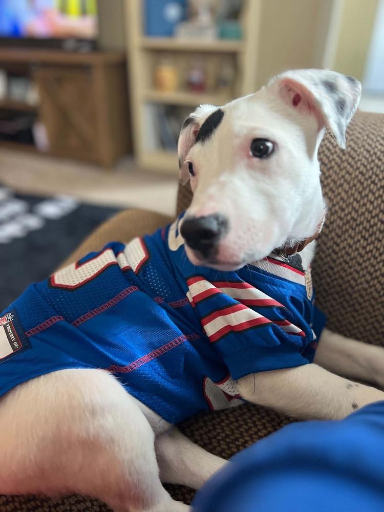 Enlarge Grayson, a Adoptable mixed breed in Amherst, NY image 3/6