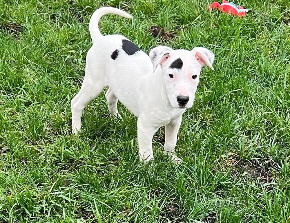 Enlarge Grayson, a Adoptable mixed breed in Amherst, NY image 5/6
