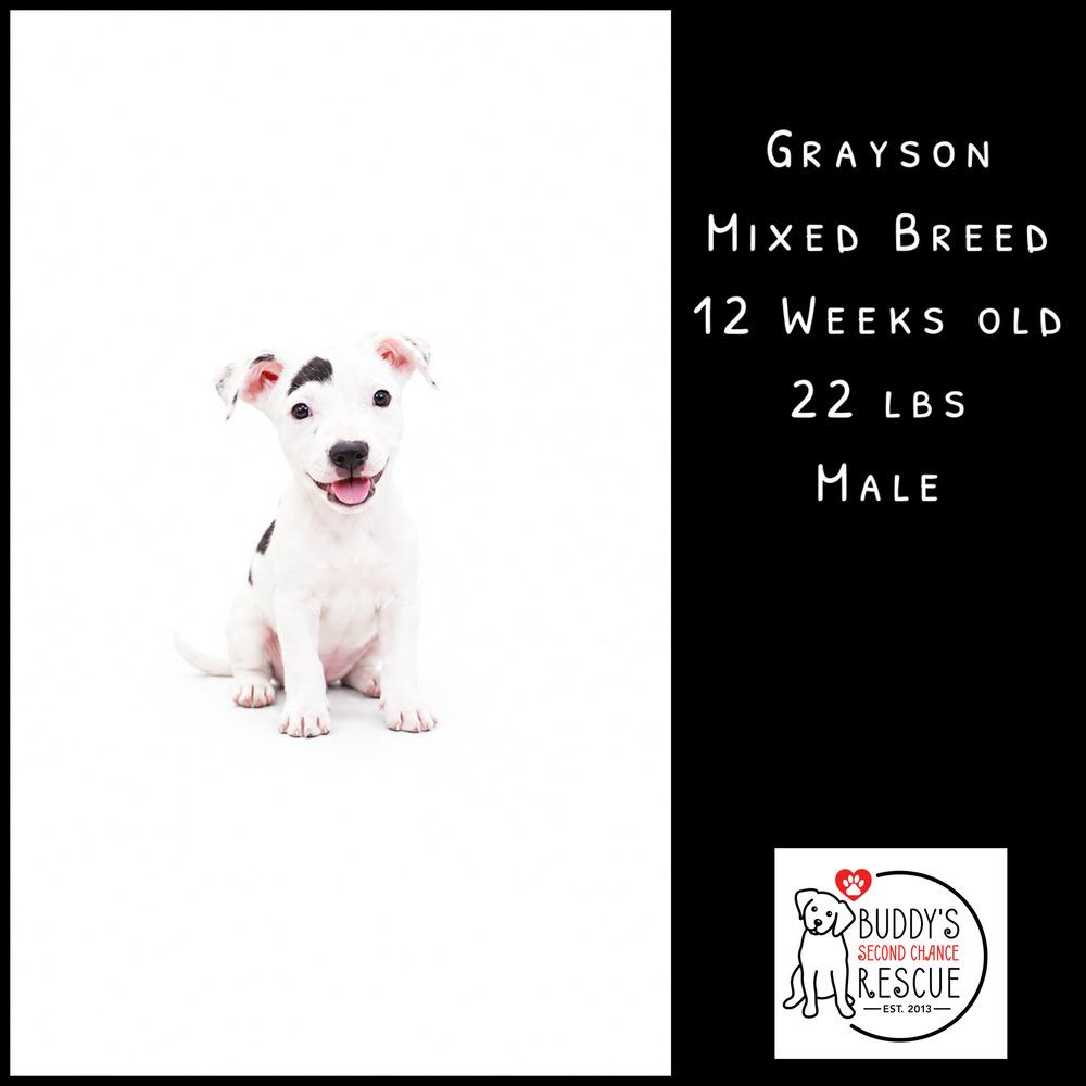 Enlarge Grayson, a Adoptable mixed breed in Amherst, NY image 6/6