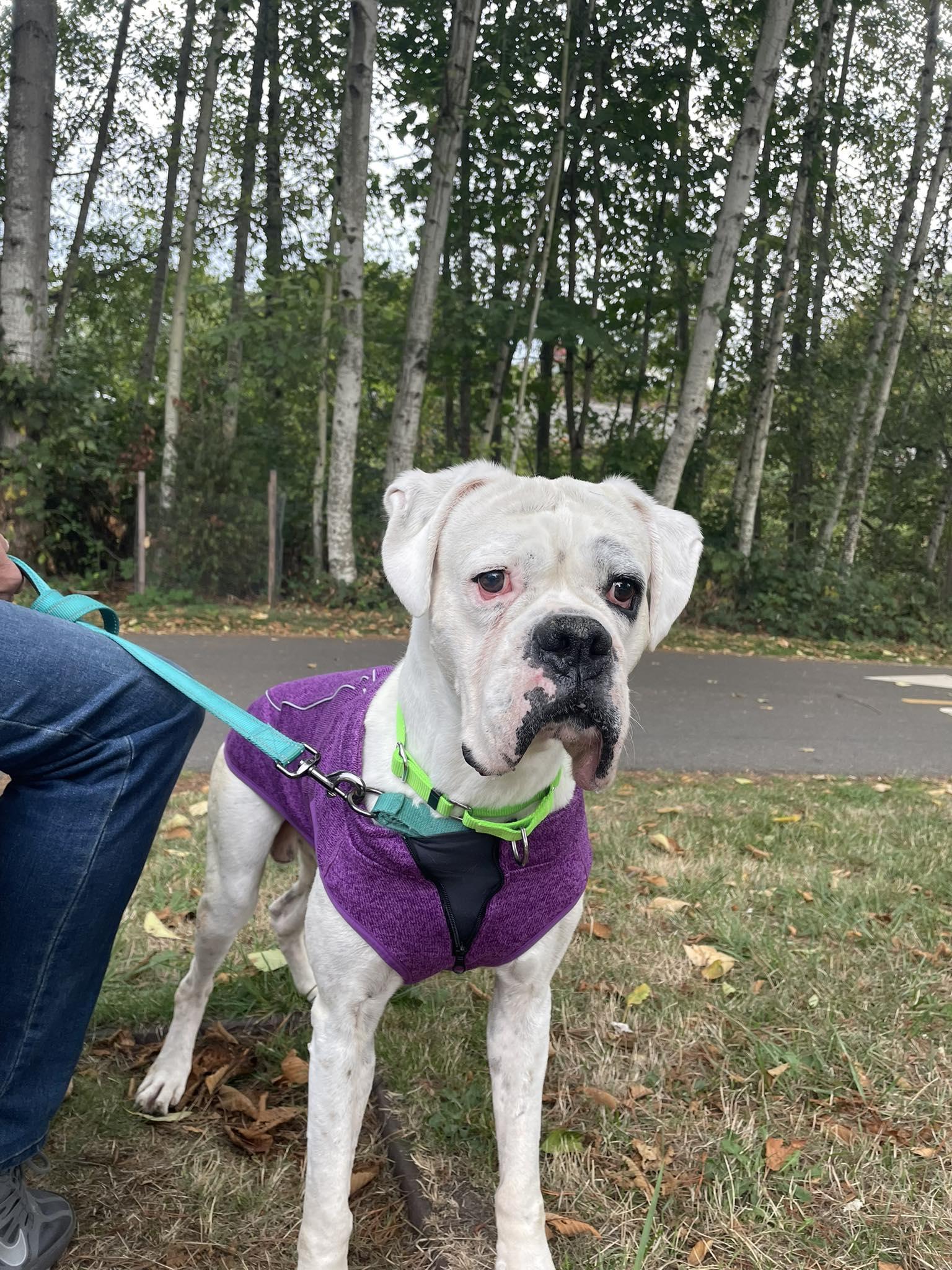 Graf, Adoptable, Adult Male Boxer.