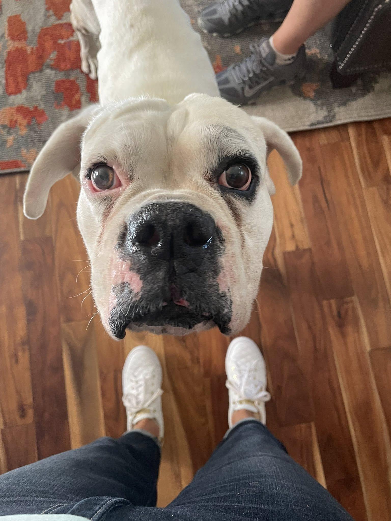 Graf, a Adoptable Boxer in Woodinville, WA image 1/3