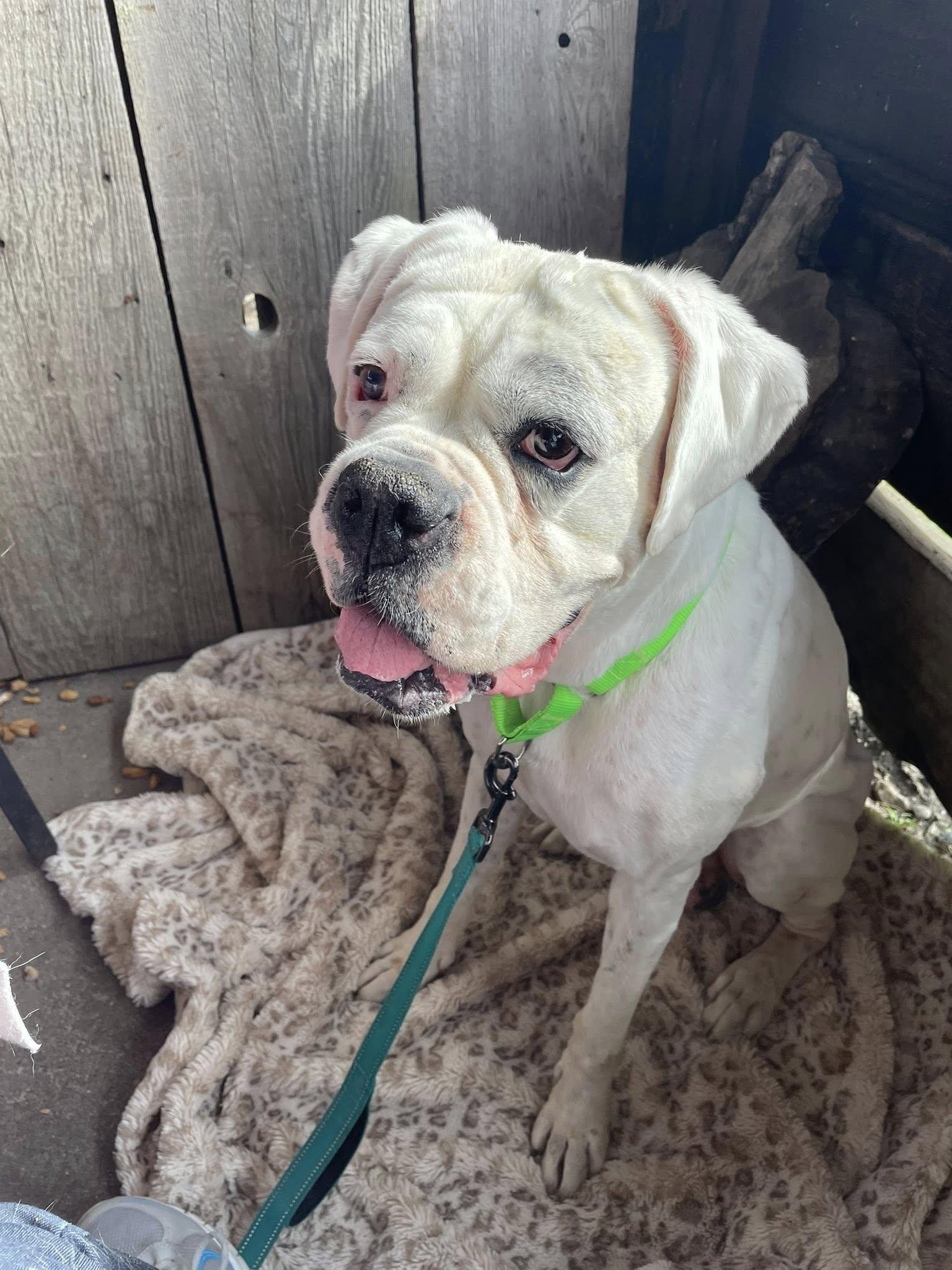 Graf, a Adoptable Boxer in Woodinville, WA image 2/3