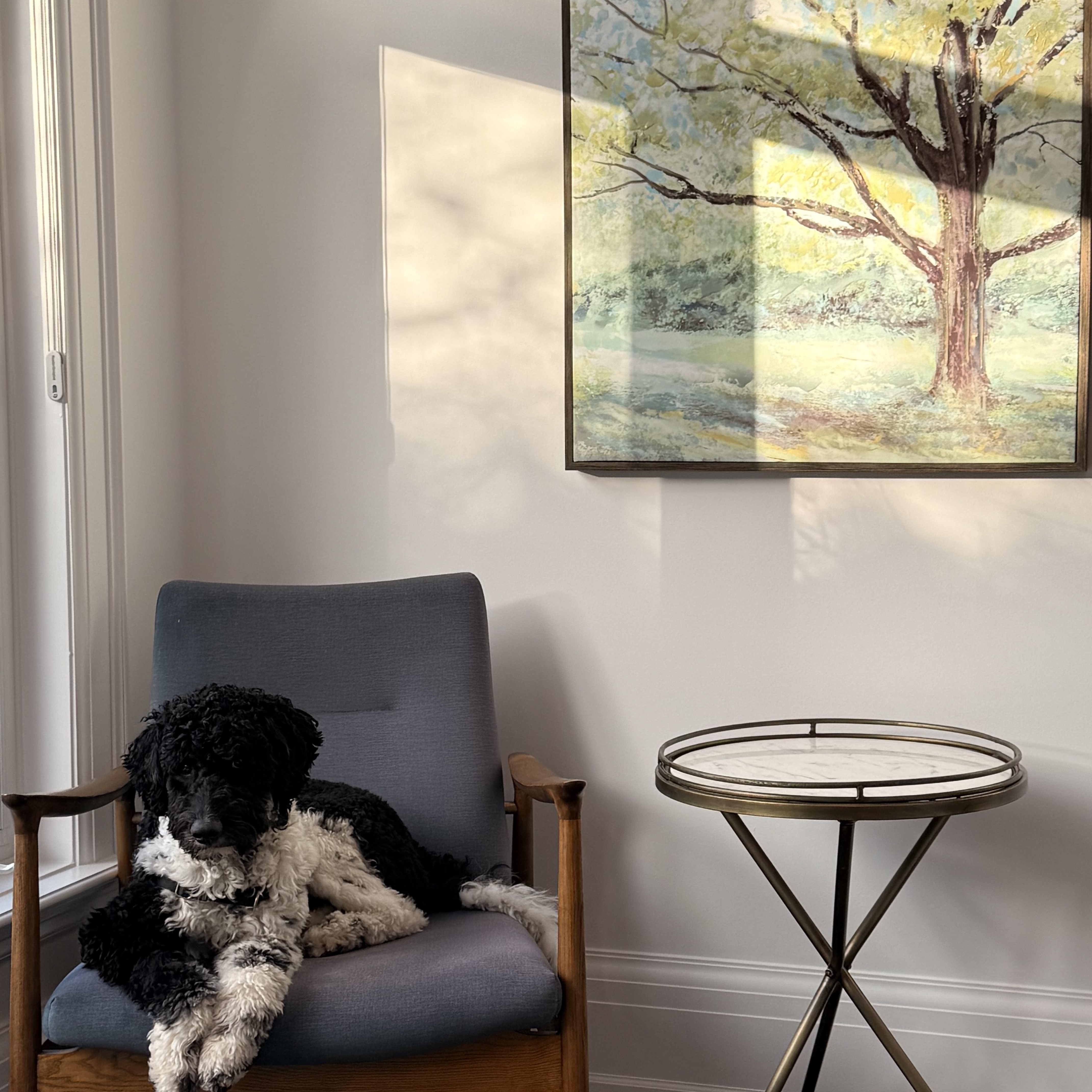 Otis, an adopted Bernedoodle in Owen Sound, ON image 2/4