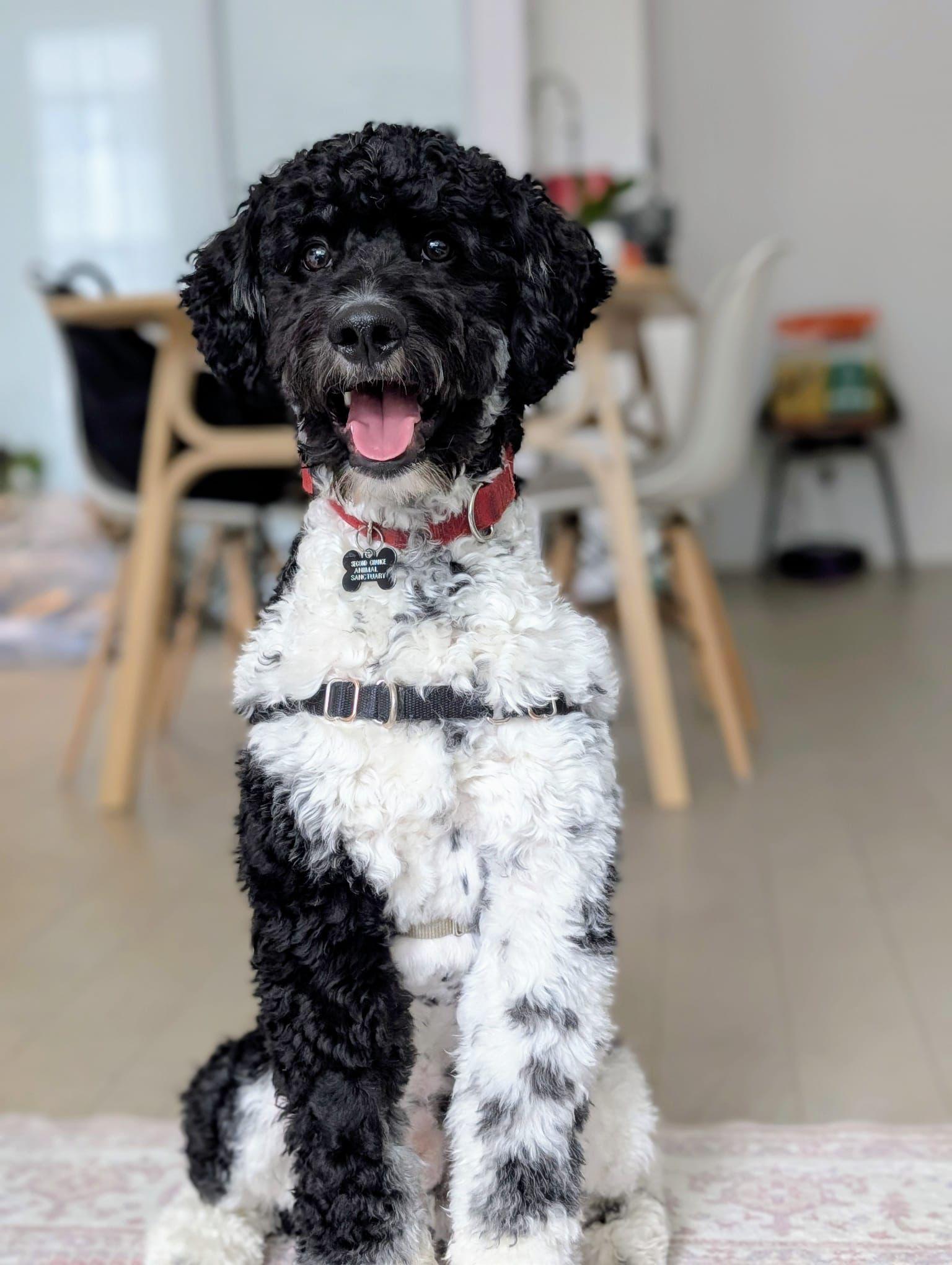 Otis, adopted, Young Male Bernedoodle.