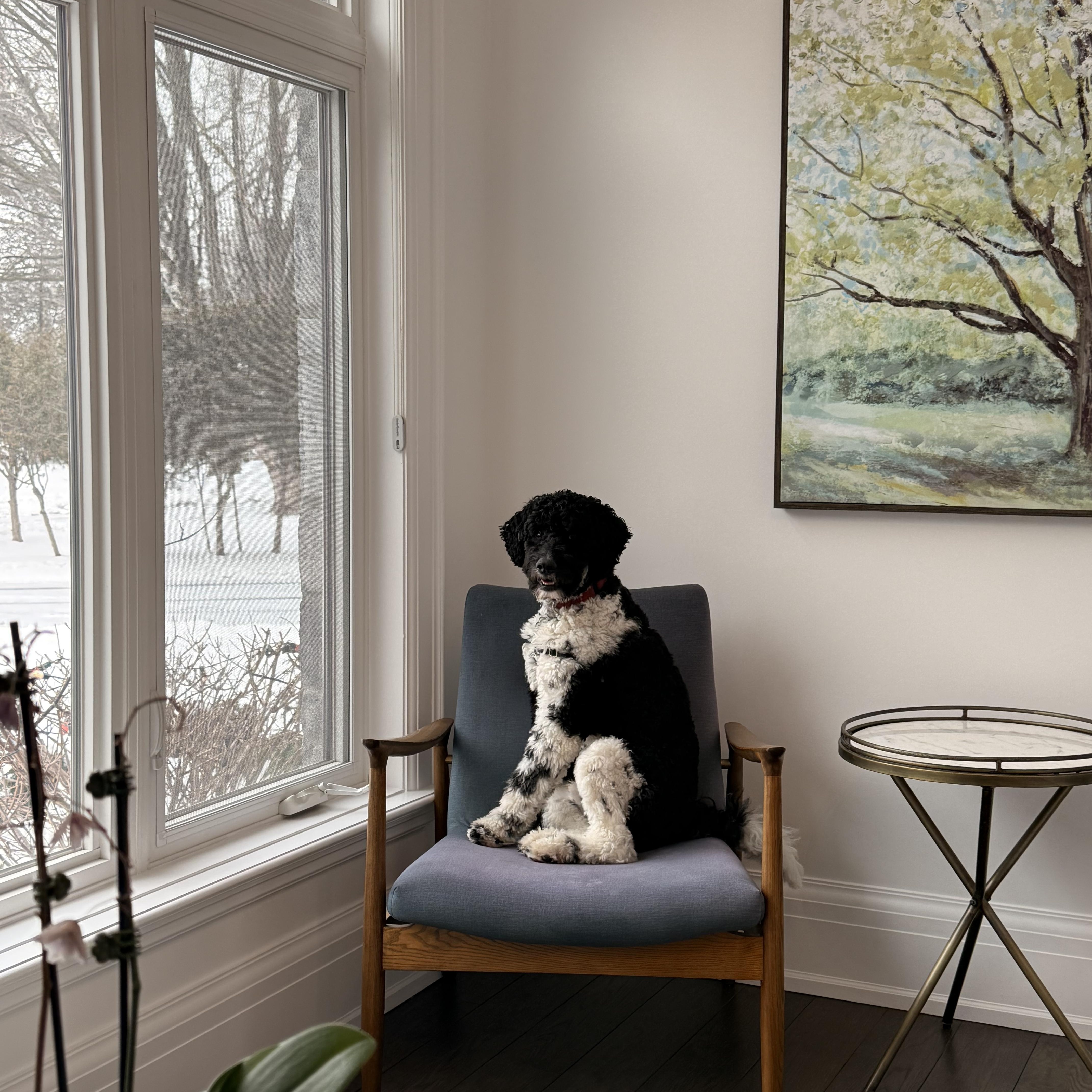 Otis, an adopted Bernedoodle in Owen Sound, ON image 3/4