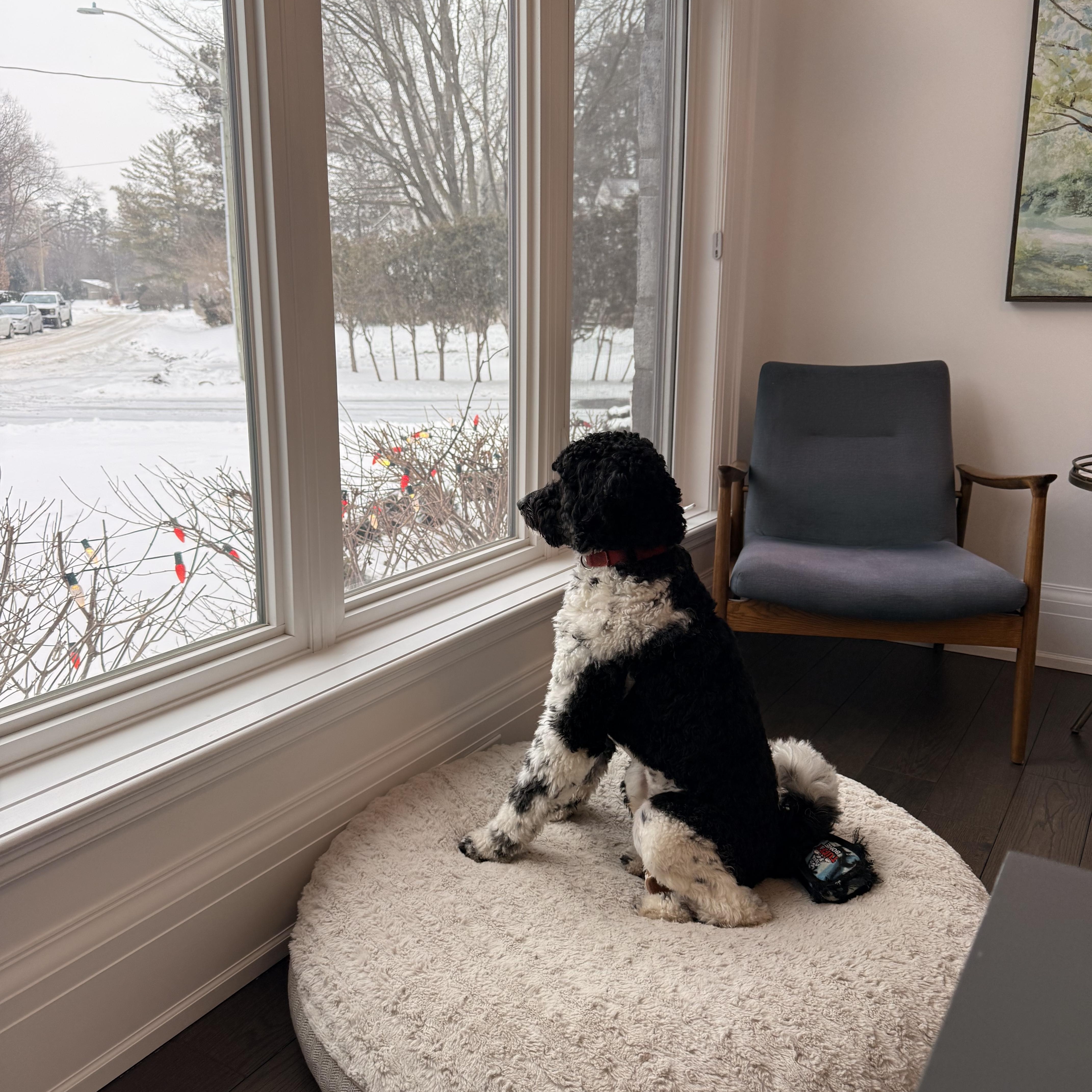 Otis, an adopted Bernedoodle in Owen Sound, ON image 4/4