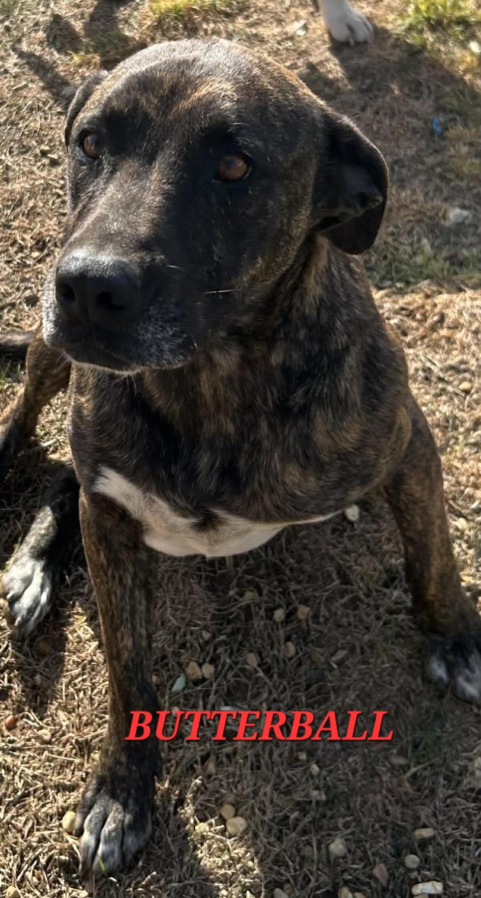 Enlarge Butterball Bold ~ Needs Summer Lovin!, a Adoptable mixed breed in Woburn, MA image 4/6