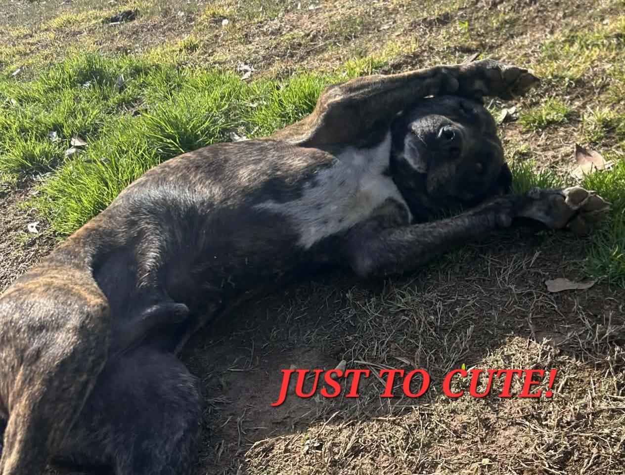 Enlarge Butterball Bold ~ Needs Summer Lovin!, a Adoptable mixed breed in Woburn, MA image 6/6