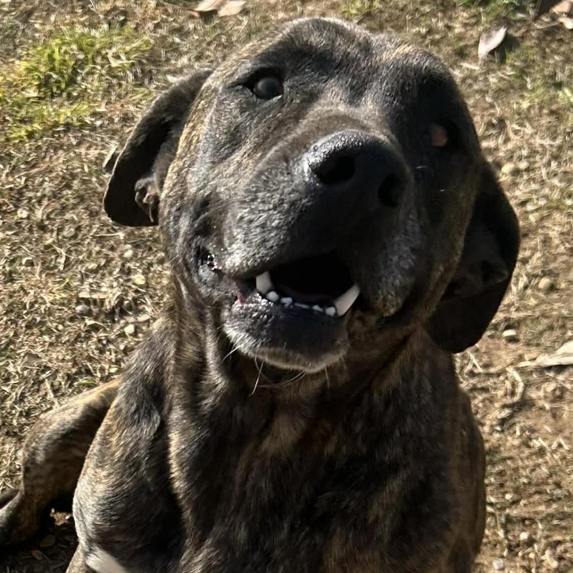 Butterball Bold ~ Needs Summer Lovin!, Adoptable, Adult Male Boxer.